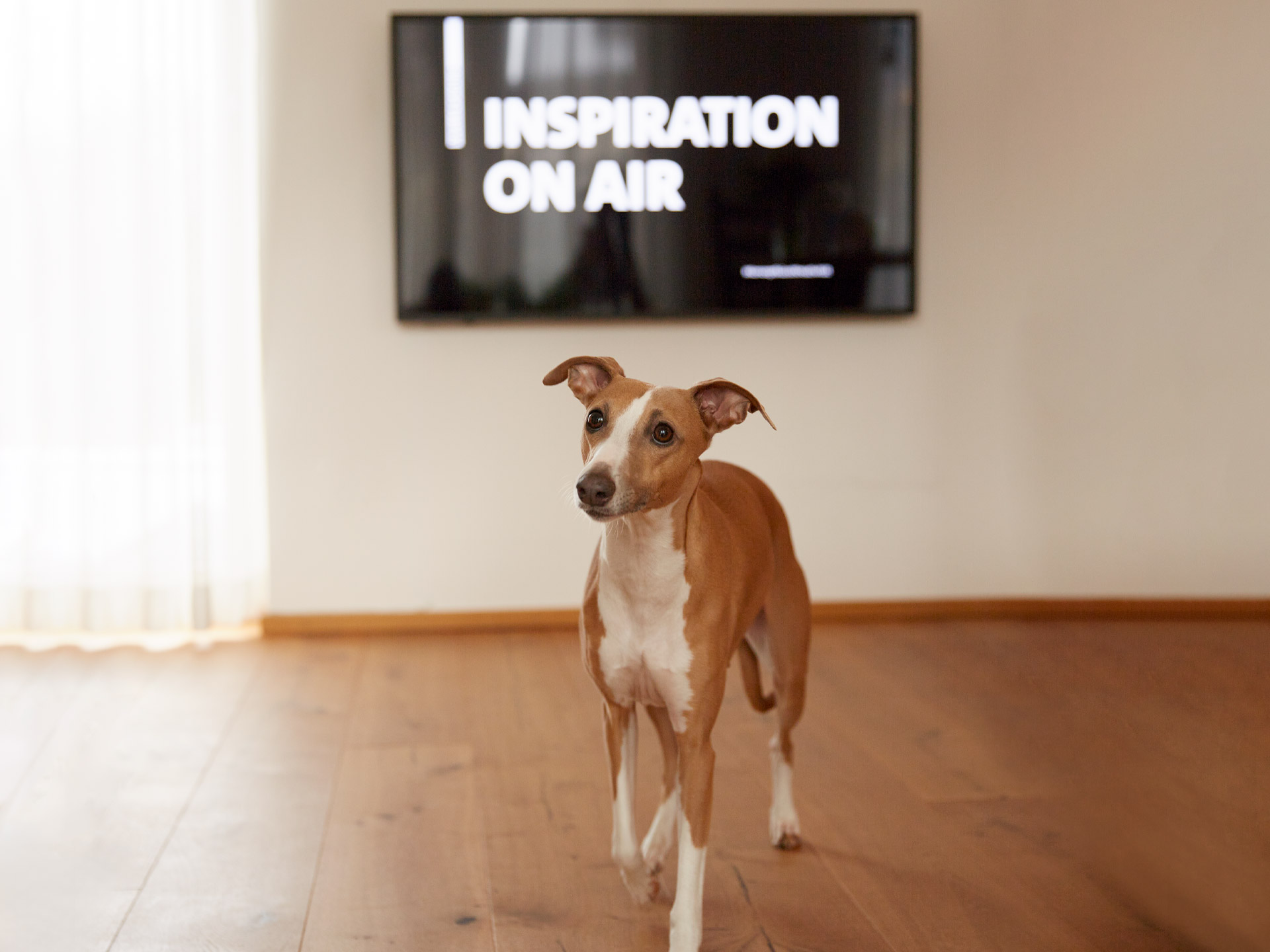 Workshop Hund vor Inspiration on Air Hund vor einem Fernseher mit Schriftzug Inspiration on Air während des Workshops